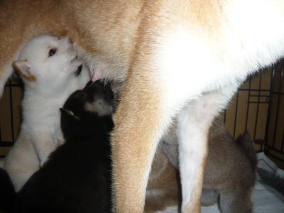 子犬の合唱