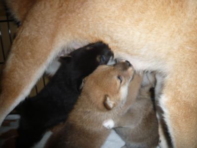 子犬の合唱