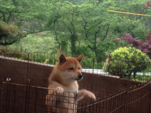 飛びつきななちゃんです