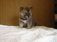 仔犬の紹介