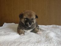 仔犬の紹介