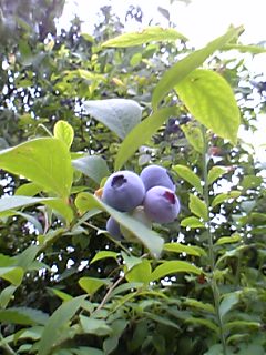 ブルーベリー