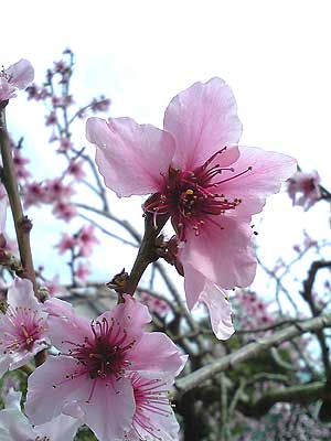 桃の花