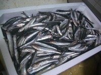 Seguro Iwasshi (sardine)