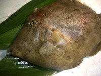 Season of Kahagi, Filefish