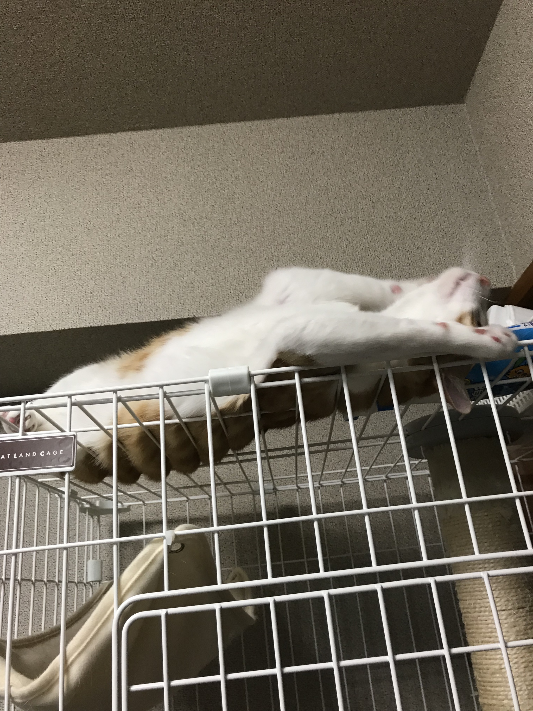 グレージュワンカラー グレージュワンカラー