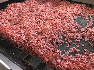 冬至の釜茹で桜えび 冬至の釜茹で桜えび