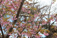伊豆高原：桜が咲いてメジロが戯れる館