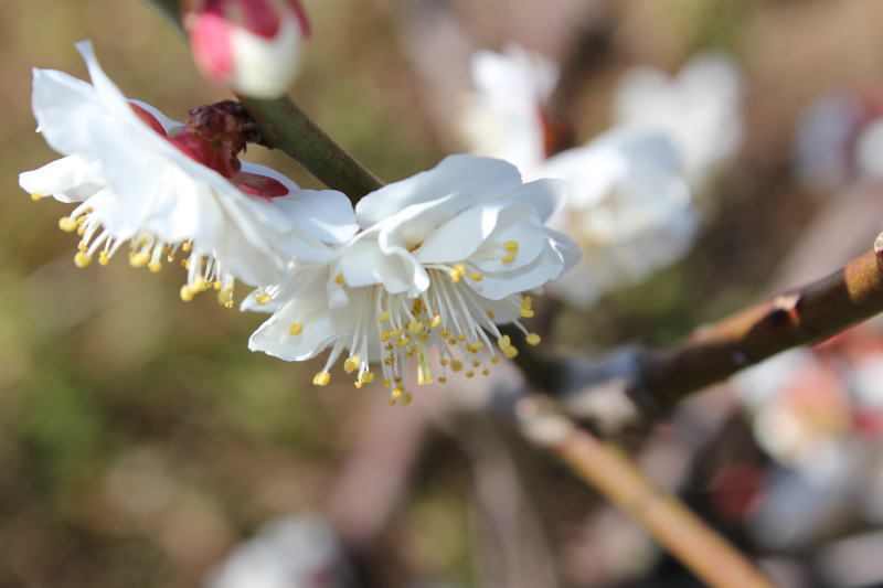 伊豆高原は梅の花満開