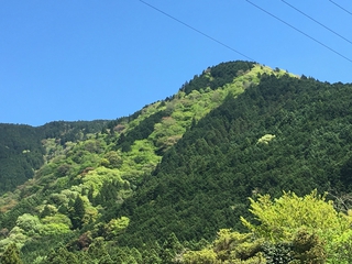 新茶で乾杯! 新茶で乾杯!