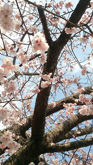 うちな～たいむ桜