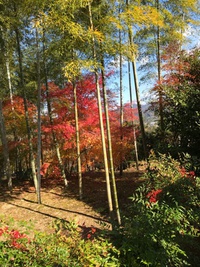 京都 なごりの紅葉