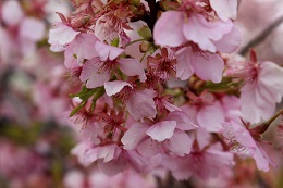 美和　門屋　桜満開