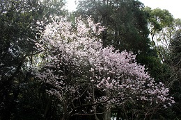 チサンＧＦ　護国神社の桜