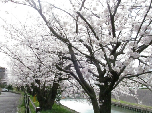 満開の桜