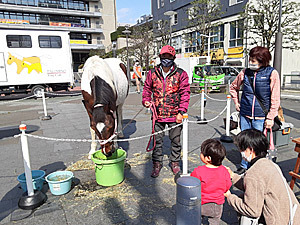 癒しの「ポニー」 葵スクエア 癒しの「ポニー」 葵スクエア