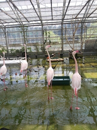 掛川花鳥園行ってきた！