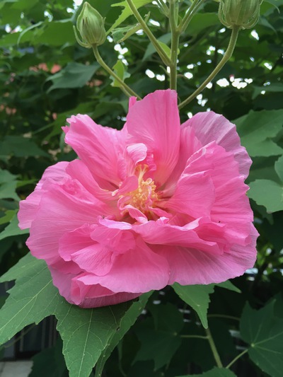 岩科蓮花news 朝昼晩で色が変わる花