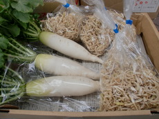 市内から無農薬野菜入荷しました！