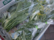 無農薬野菜入荷中！