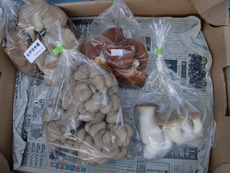 無農薬野菜入荷中！