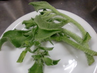 おもしろ野菜「アイスプラント」！