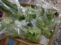 無農薬野菜入荷しました！