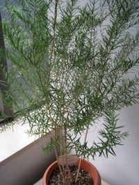 植物のちから