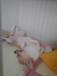 すやすやラブちゃん