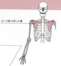 肩コリについて　其の弐
