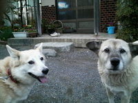コロです。