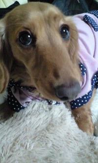 愛犬アロマちゃん