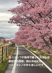 藤枝市岡部の桜が待ち遠しいです