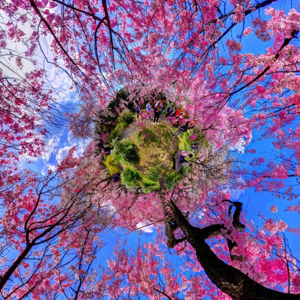 備忘録に代えて 原谷苑 魅了される桜風景 京都の桜18年 2