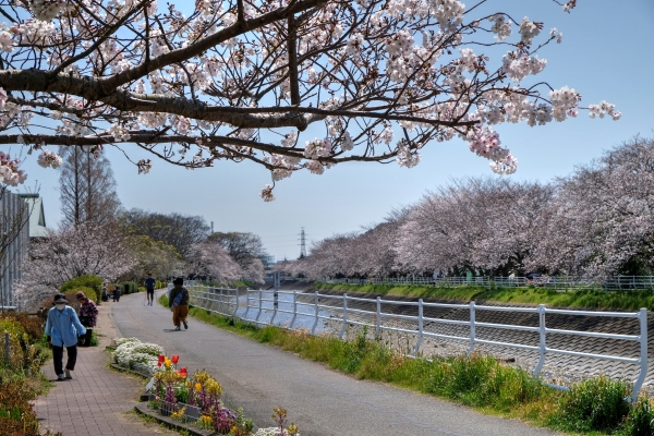 2020年4月5日　長尾川河畔　桜(1)