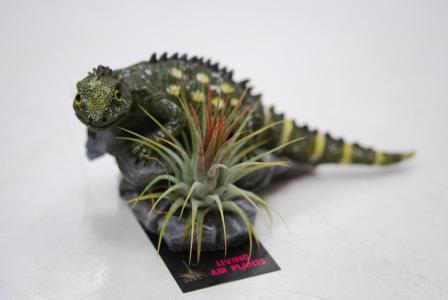 トカゲ君。