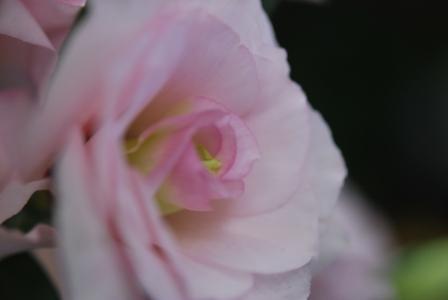 春ですねぇ～