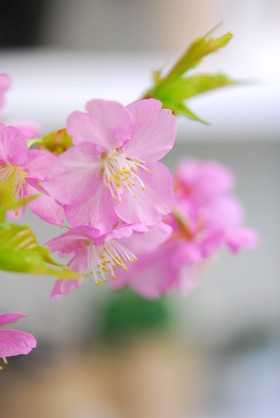 雨だし寒いし・・・でも河津桜咲く～