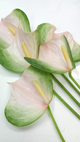 火鶴花？