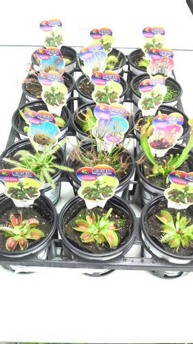 【食虫植物】ヨツマタモウセンゴケ