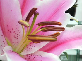 お早めに♪花粉対策♪