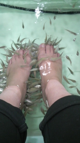 続・フィッシュ足浴