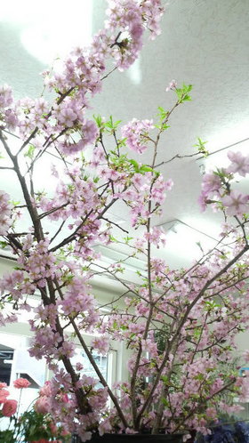 桜満開！