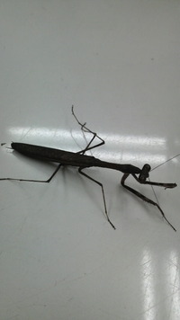 コカマキリ