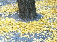 小梳神社　街中の黄葉