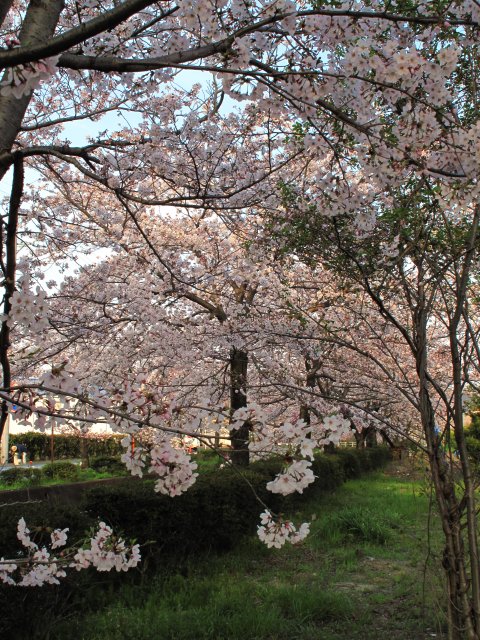 巴川排水路沿い(愛宕霊園)の桜