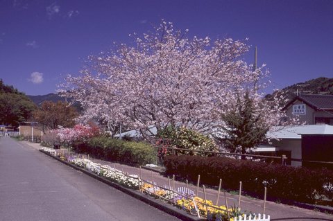 長尾川河畔・桜　（3）
