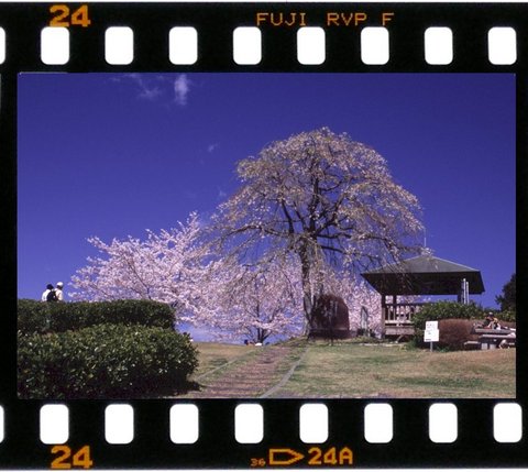 梶原山の桜
