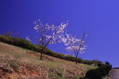 梶原山の桜