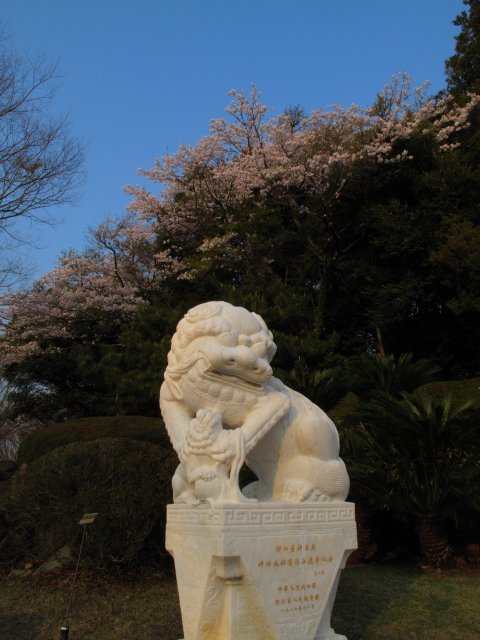 県立美術館の桜